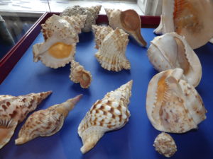 Wystawa muszli morskich mięczaków pt. "Sekrety ślimaków"