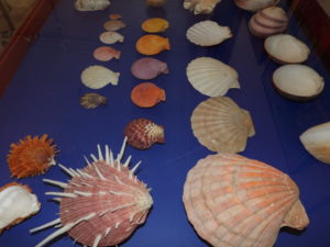 Wystawa muszli morskich mięczaków pt. "Sekrety ślimaków"